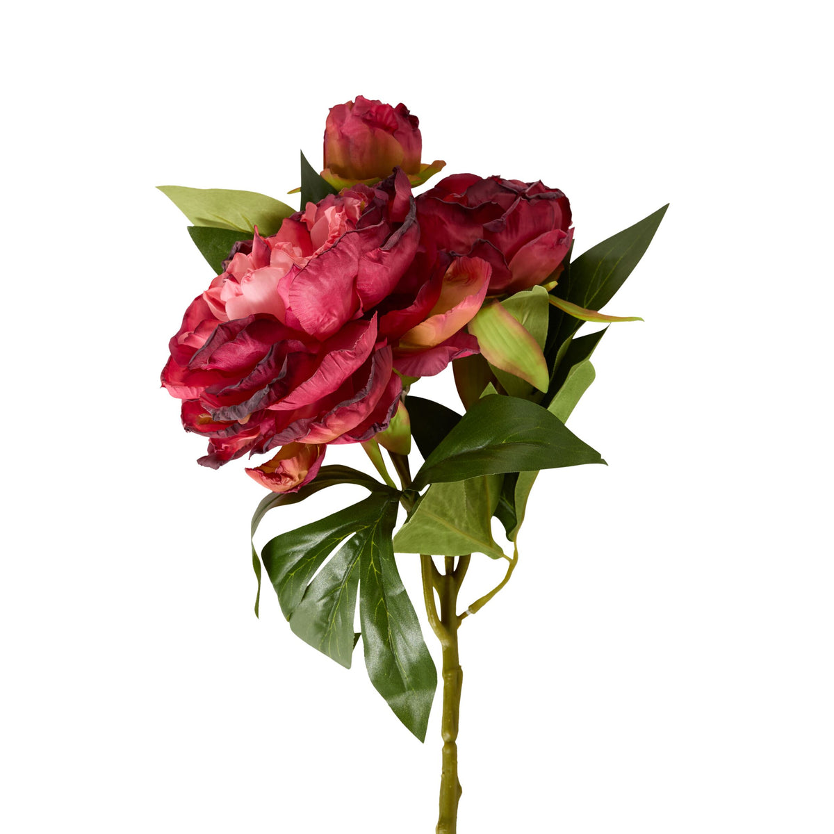 Bloomery Peony Stem Plum 61cm
