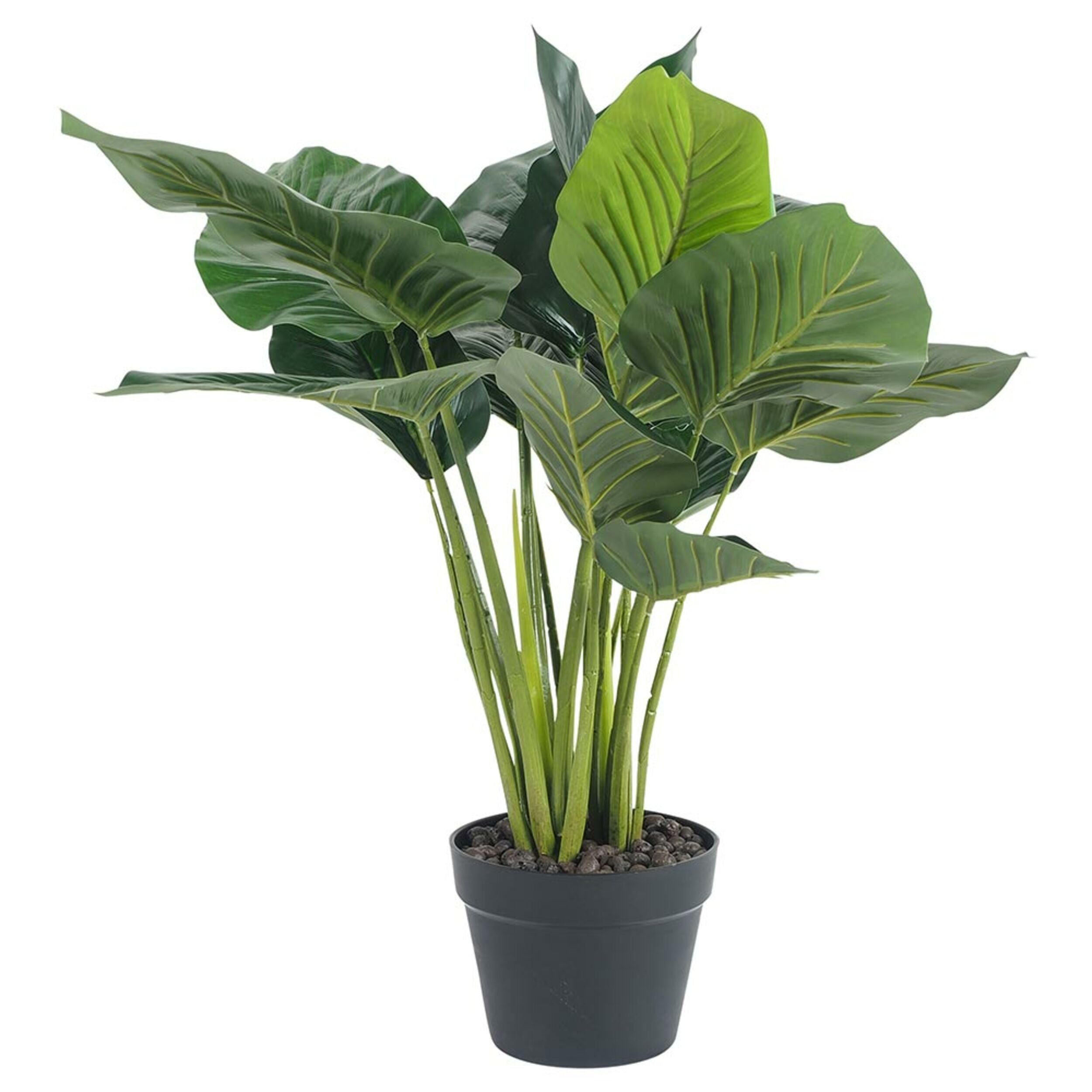 Eden Philodendron Potted Plant 60cm