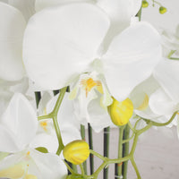 Fiore Orchid 13 Stems 150cm