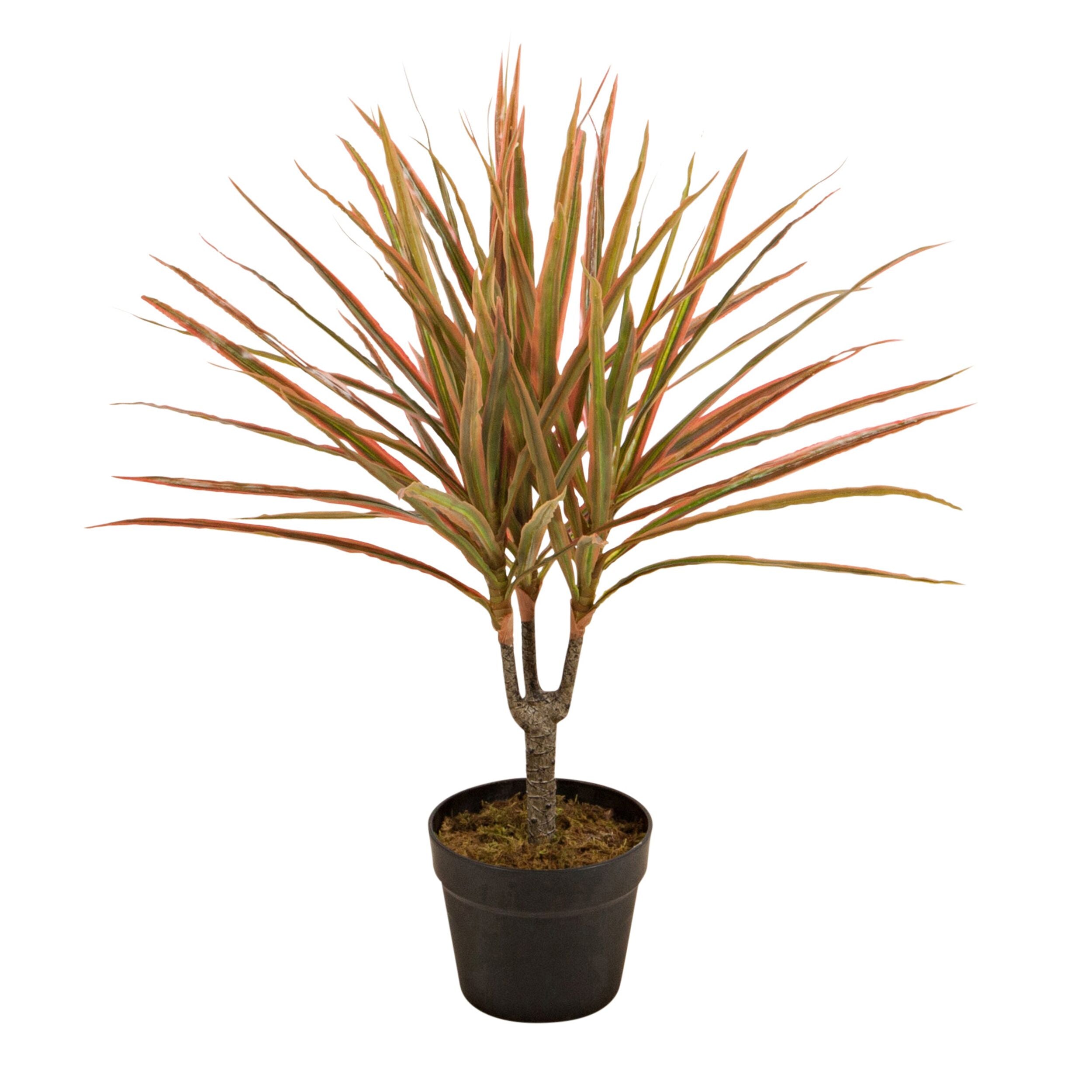 Eden Potted Faux Dragon Tree Red 65cm