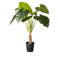 Eden Potted Taro Plant 130cm