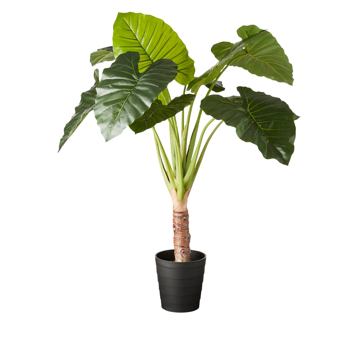 Eden Potted Taro Plant 130cm