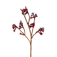 Bloomery Kangaroo Paw Stem 61cm