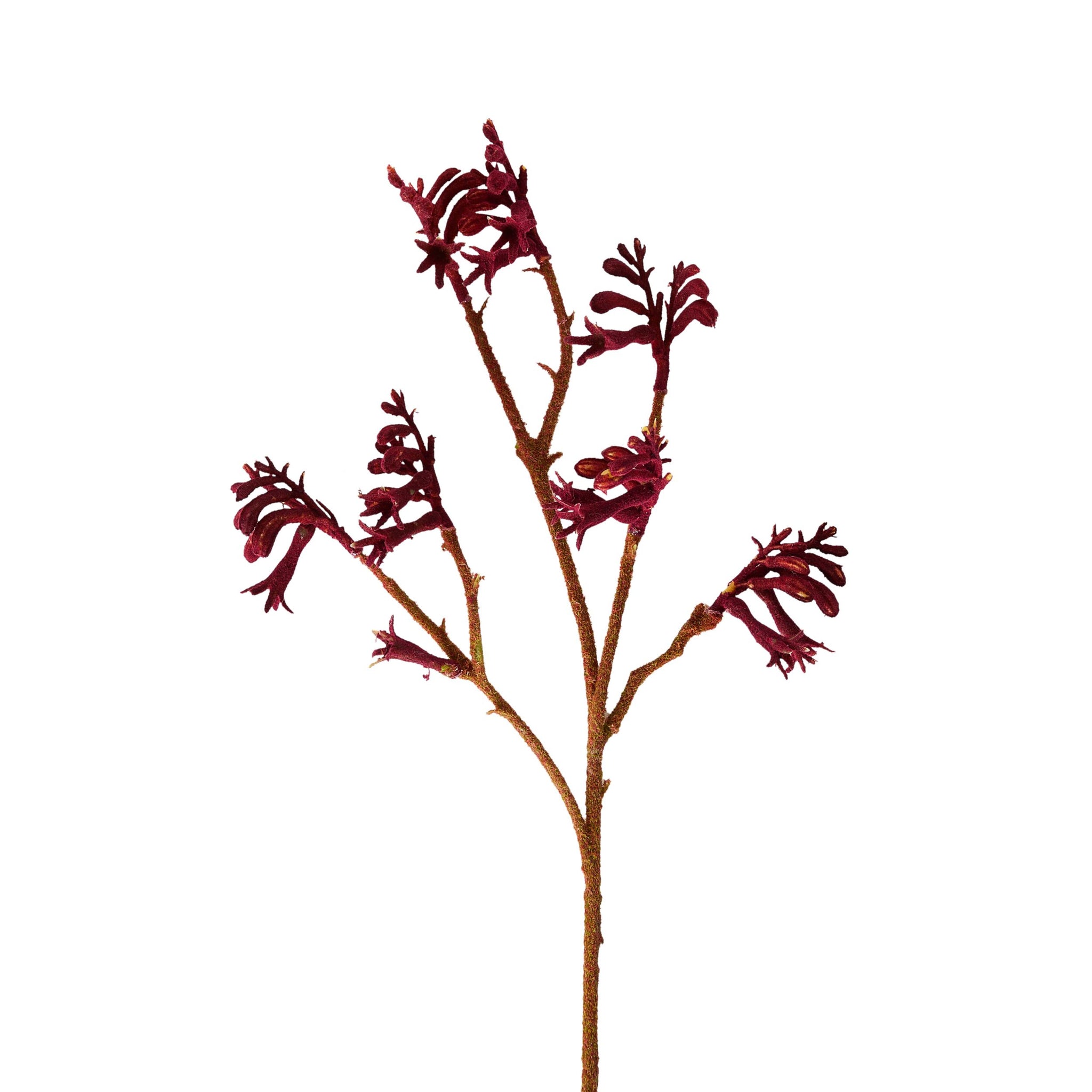 Bloomery Kangaroo Paw Stem 61cm